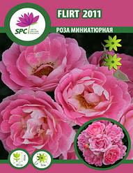 Бордові саджанці троянд, спрей Flirt 2011