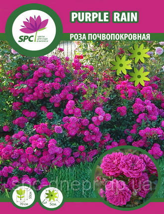 Троянда ґрунтопокровна Purple Rain