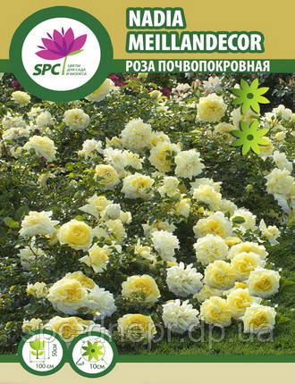 Роза почвопокровная Nadia Meillandecor, фото 2