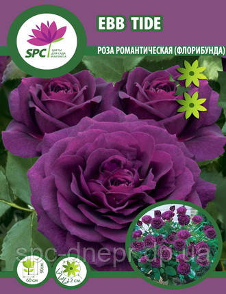 Роза флорибунда Ebb Tide, фото 2