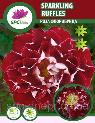 Троянда флорибунда Sparkling Ruffles, фото 1