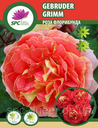 Троянда флорибунда Gebruder Grimm, фото 1