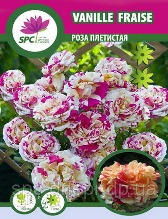 Троянда  в'юнка Vanille Fraise
