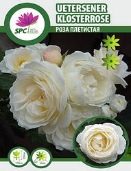 Трояндисте плетисте Uetersener Klosterrose