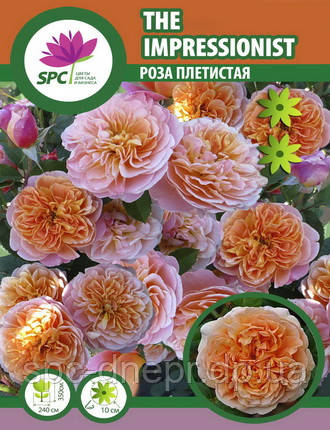 Троянда плетиста The Impressionist, фото 1