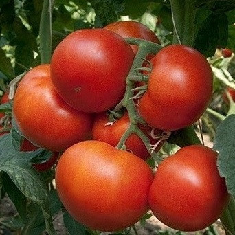 Панекра F1 10 шт насіння томату високорослого Syngenta Голландія