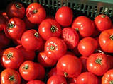 Бобкат F1 10 шт. насіння томата низькорослого Syngenta Голландія, фото 3