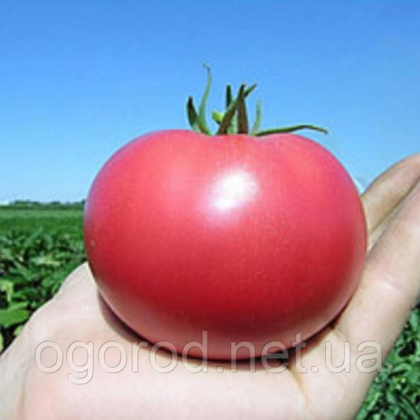 Хепінет F1 1000 шт. насіння томата низькорослого рожевого Syngenta Голландія