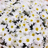 Хризантема корейська макаміни ГЛАЗА, фото 2
