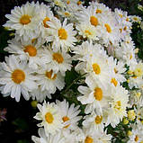 Хризантема корейська макаміни ГЛАЗА, фото 4