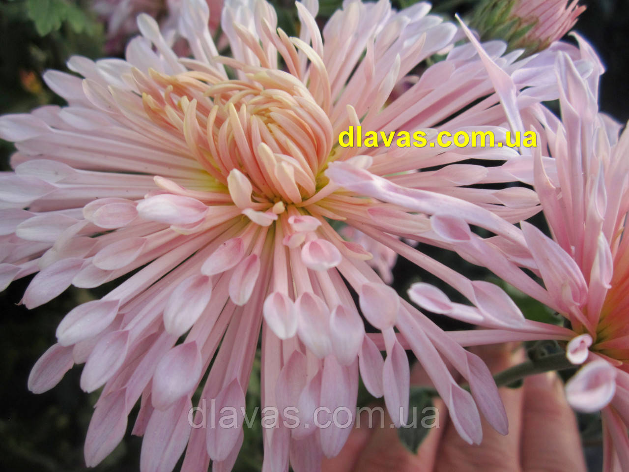 Хризантема корейская раняя КРУЖЕВА - фото 2 - id-p857146949