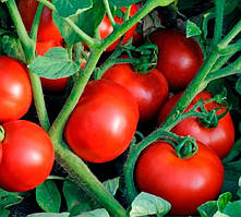Ольга F1 1000 шт. Насіння томату низькорослого Vilmorin Франція