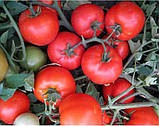 Ольга F1 1000 шт. Насіння томату низькорослого Vilmorin Франція, фото 5