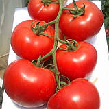 Махітос F1 100 шт. Насіння томату високорослого Rijk Zwaan Голландія, фото 2