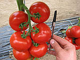 Махітос F1 100 шт. Насіння томату високорослого Rijk Zwaan Голландія, фото 3