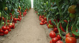 Махітос F1 100 шт. Насіння томату високорослого Rijk Zwaan Голландія, фото 4