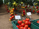 Махітос F1 100 шт. Насіння томату високорослого Rijk Zwaan Голландія, фото 5