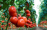 Махітос F1 100 шт. Насіння томату високорослого Rijk Zwaan Голландія, фото 6