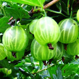 Саджанці аґрусу «Малахіт»