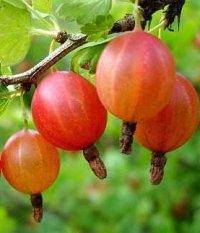 Саджанці аґрусу "Рожевий 2"