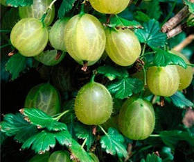 Саджанці аґрусу "Мукурінес"