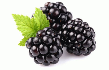 Саджанці ожини