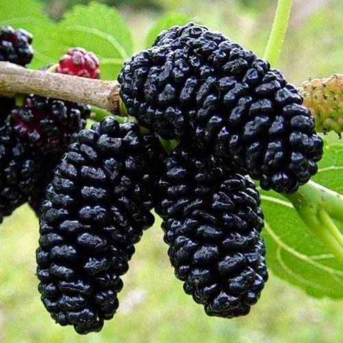 Саджанці шовковиці "Шелі" (ранньоспілий сорт)