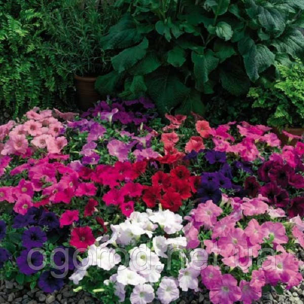 Фотофініш (новий Рамблін) 5 шт насіння петунії ампельної Syngenta Голландія Mix