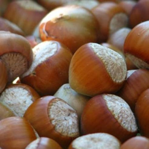 Саджанці фундука Каталонський (пізньоспілий сорт), фото 1