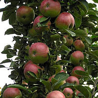 Колоновидная яблоня Арбат