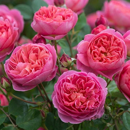 Саджанці англійської троянди Солодкий поцілунок (Sweet Kiss), фото 1