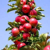 Саженцы колоновидной яблони "Останкино" (осенний сорт)