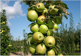 Саджанці колоновидної яблуні "Президент" (осінній сорт)