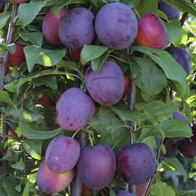 Саджанці колоновидної сливи "Блю Світ"