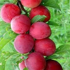 Саджанці аличі Колоновидної