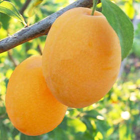 Саджанці сливи колоновидної "Мірабель"