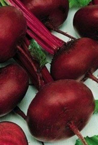 Насіння буряка столового Єгипетська плоска 20 г.зип-пакет,Середньостигла (Польща)., фото 1