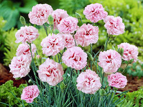 Саджанці Гвоздики "Шабо" рожева