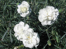 Саджанці Гвоздики "Шабо" біла