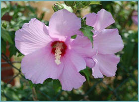 Саджанці Гібіскуса фіолетового