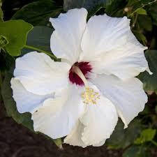 Саджанці Гібіскуса білого