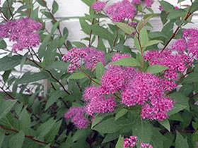 Саджанці Спіреї фіолетової Білларда