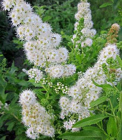 Саджанці білої Спіреї Білларда (біла)