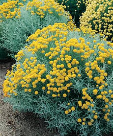 Саджанці Сантоліни кипарисовидної