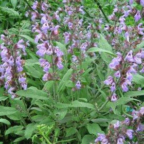 Саджанці Шавлії