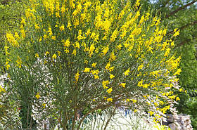 Саджанці Метельника Іспанського