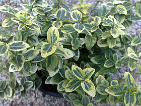 Саджанці Бересклета Emerald'n Gold