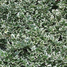 Саджанці Бруслини Форчуна