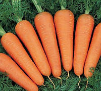 Морковь Артек 3г сорт ранний для употребления в свежем виде и переработки с возможностью зимнего хранения