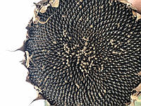 Насіння соняшник сорт кондитерський Донський великоплідний